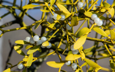 Jemioła to prawdziwa celebrytka wśród roślin.