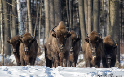Żubr – król puszczy i dumny symbol Ligi Ochrony Przyrody