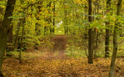 🍁 Jesień, czyli wielka metamorfoza przyrody! 🍂